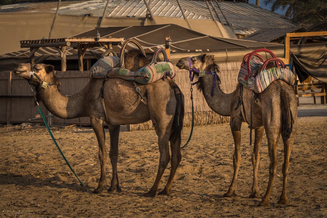 Desert Picture Arad Bagian luar foto